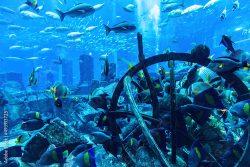 Underwater ruins and tropical fish © Photocreo Bednarek