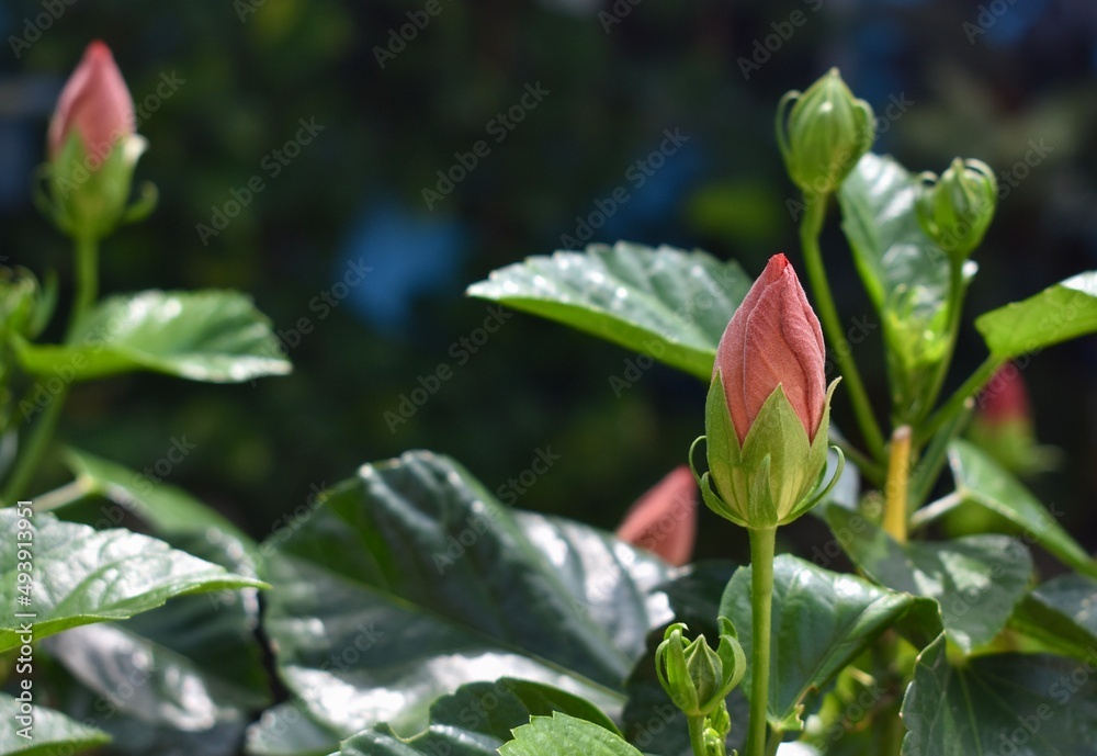 Pretty red flower bulb about to open Pretty red flower bulb about to open