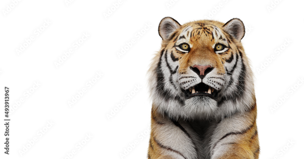 Obraz premium Tiger portrait isolated on white