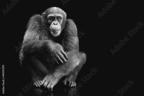 Chimpanzee monkey sitting portrait on black © Photocreo Bednarek