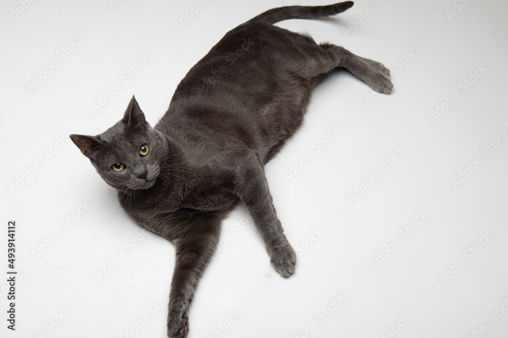 Gray cat , British Shorthair gray cat lying on grey background , Sleepy smiling cat laying on the floor, Chartreux cat,blue gray british cat, A cat is photographed in the studio