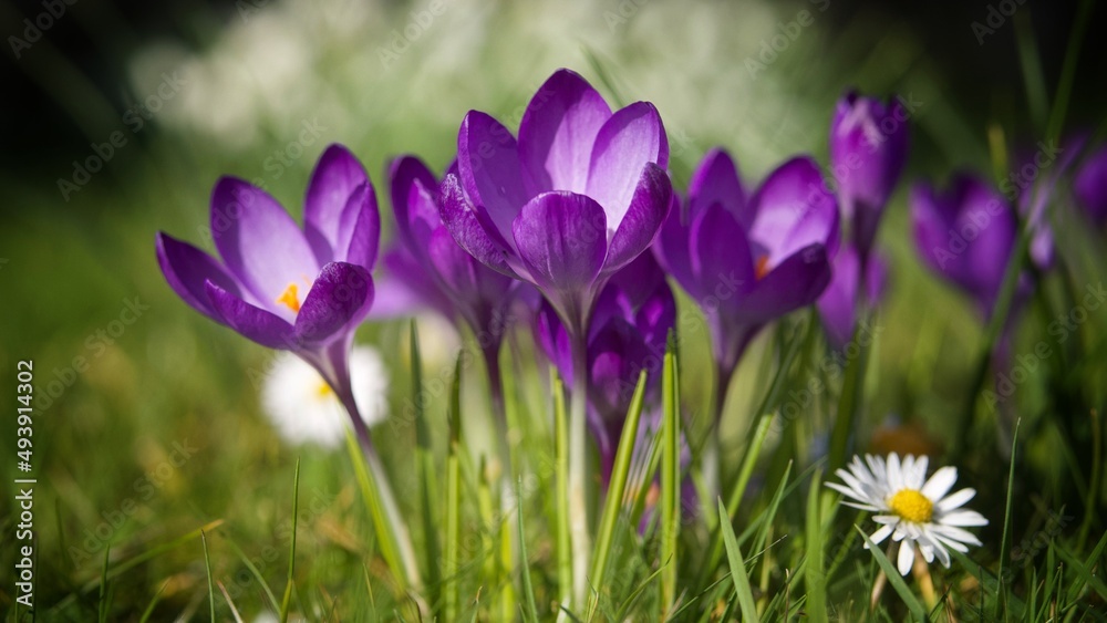 Spring Crocus Spring Crocus