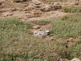 The gull protects the nest. A large gray gull has closed its nest among the green grass with its body.