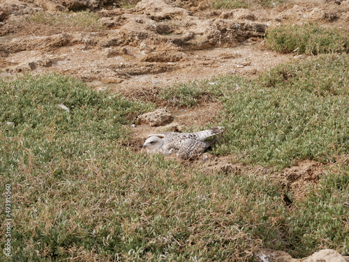 The gull protects the nest. A large gray gull has closed its nest among the green grass with its body.