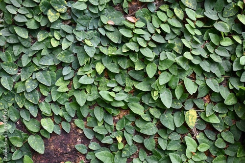 Background of leafy vines growing on a brick wall