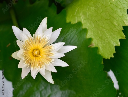 White and yellow lotus flower growing in a tropical pond