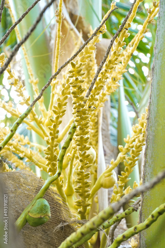 Close up of coconut flower bloom on tree