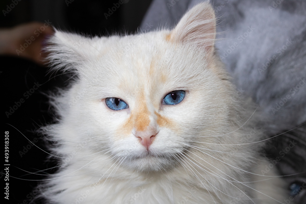 White fluffy angora cat close up portrait White fluffy angora cat close up portrait