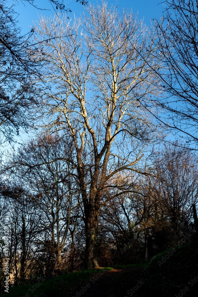 Bel arbre éclairé par le lever du soleil par une belle journée hivernale sur un chemin de randonnée du puy de dôme Bel arbre éclairé par le lever du soleil par une belle journée hivernale sur un chemin de randonnée du puy de dôme
