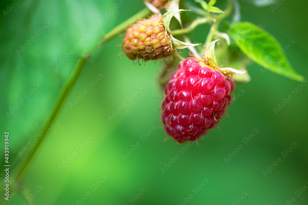 Ripe red raspberry close-up on a branch in the summer garden with shallow depth of field. Ripe red raspberry close-up on a branch in the summer garden with shallow depth of field.