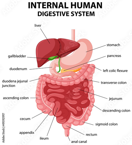 Diagram showing internal human digestive system