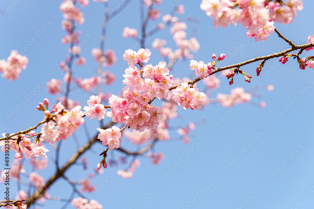 かわいいい薄ピンクの花びらの綺麗な桜