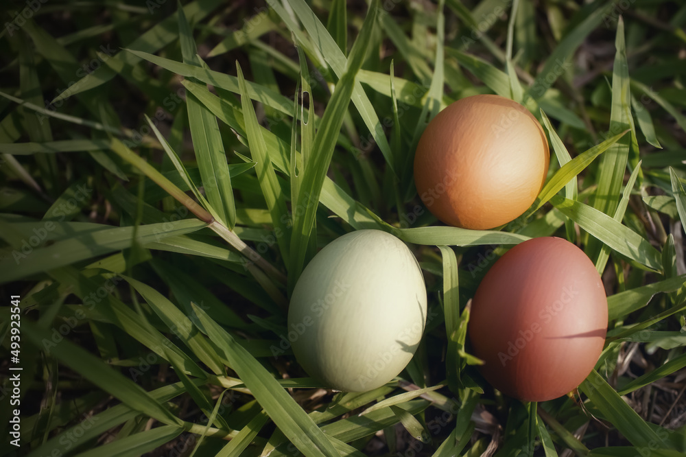 Colorful Easter eggs in nature..Easter concept background. Colorful Easter eggs in nature..Easter concept background.