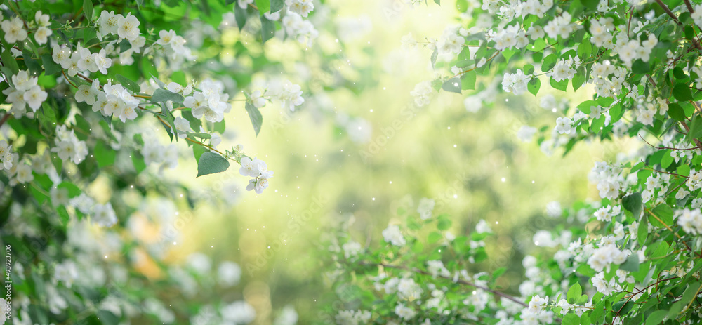 Branches of blossoming flowering plants on natural blurry background. Fresh green tree leaves of light outdoors sun on summer. Spring flowers in sun flares. Close-up, copy space. High quality photo