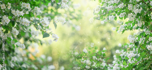 Branches of blossoming flowering plants on natural blurry background. Fresh green tree leaves of light outdoors sun on summer. Spring flowers in sun flares. Close-up, copy space. High quality photo