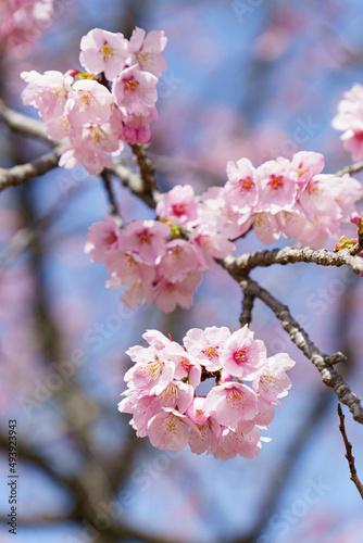 かわいいい薄ピンクの花びらの綺麗な桜