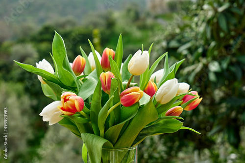 Tulips in nature background. Minimal festive floral concept with space for text for Women's day, March 8, Mother's day, Easter, Wedding and other celebration. Spring background. © Caterina Trimarchi