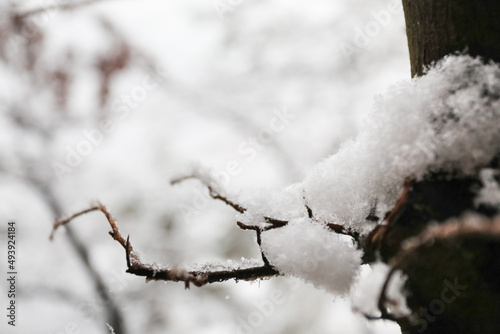 snow covered branches in winter