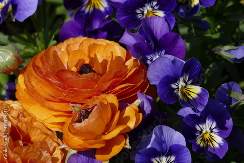 Orangefarbene Ranunkelblüten (ranuncula) mit lila Hornveilchen (Viola cornuta). photo