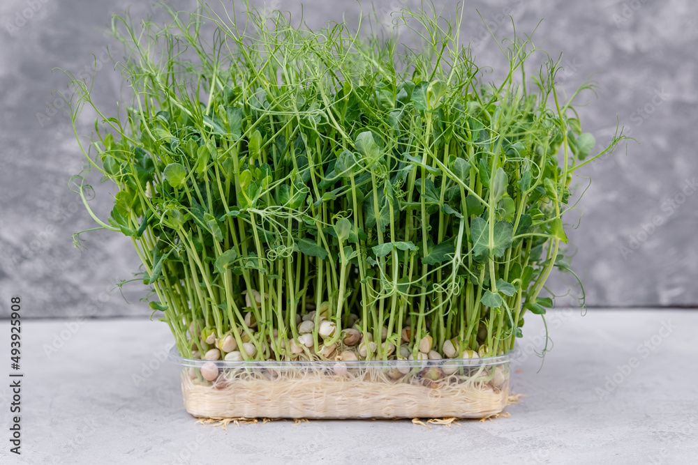 Growing sprouts. Young plants. Sprouted peas. Germinated microgreens pea on a mat. Sprouting microgreens. Seed germination at home. Vegan and healthy eating concept. Sprouted peas seeds micro greens. Growing sprouts. Young plants. Sprouted peas. Germinated microgreens pea on a mat. Sprouting microgreens. Seed germination at home. Vegan and healthy eating concept. Sprouted peas seeds micro greens.