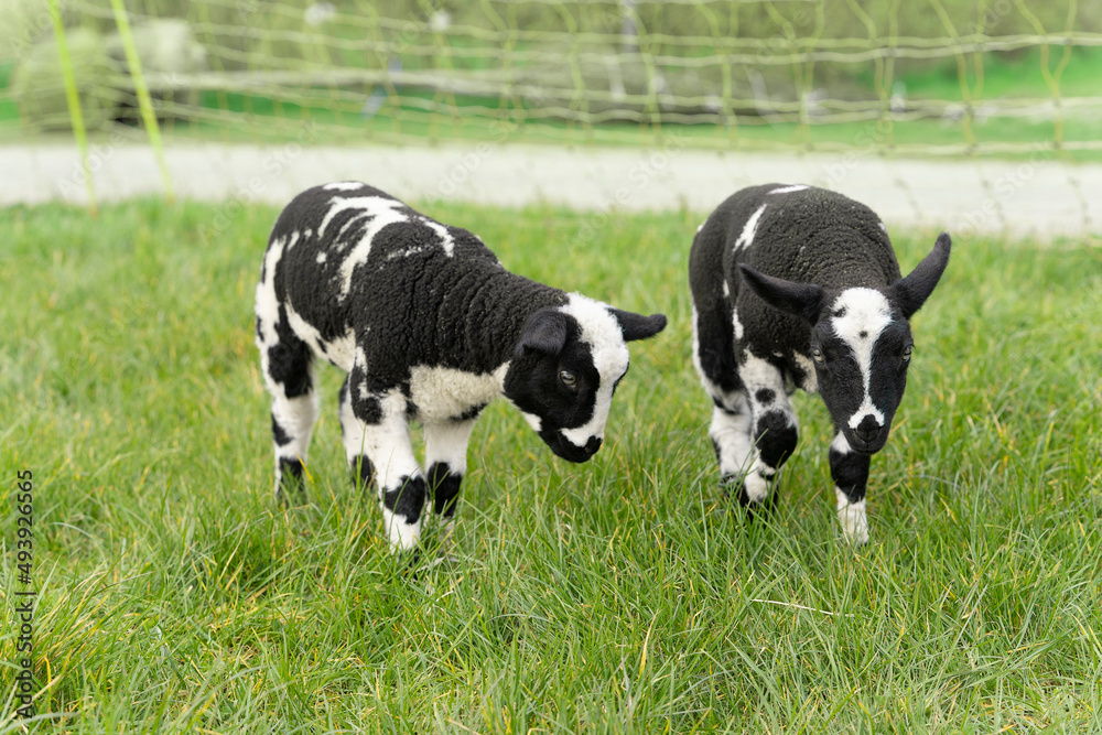Cute little lambs and sheep in black and white on fresh spring green meadow in the sun Cute little lambs and sheep in black and white on fresh spring green meadow in the sun