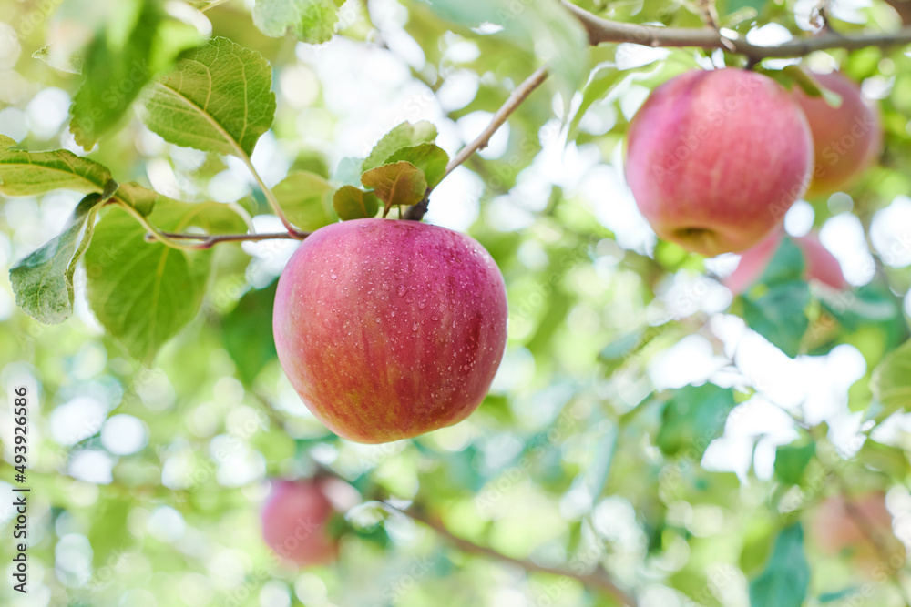 Red apple variety on the fruiting tree - malus Domestica gala in the garden. Fruits on the lush green trees, fruit ready to harvest. Red apple variety on the fruiting tree - malus Domestica gala in the garden. Fruits on the lush green trees, fruit ready to harvest.