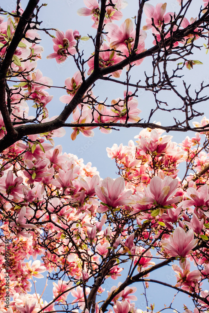 Magnolia Piazza Tommaseo Milano Italia Magnolia Piazza Tommaseo Milano Italia