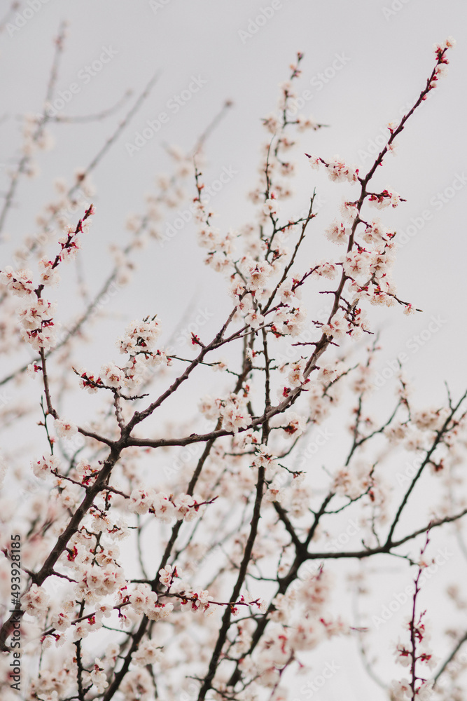 Beautiful spring background. Apricot blossom in the garden in sunlight. Beautiful spring background. Apricot blossom in the garden in sunlight.