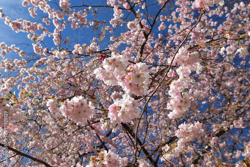 Paris, France. Cherry blossoms blooming in Champ de Mars Park. March 14, 2022. photo