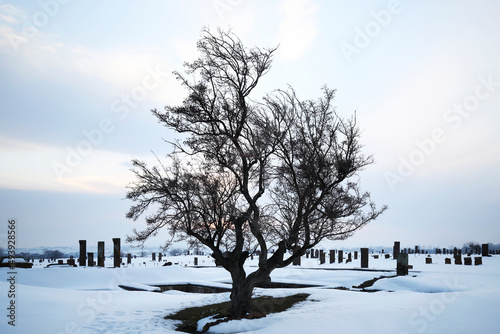 Historical Ahlat Seljuk Square Cemetery with islamic tombstones during winter under snow