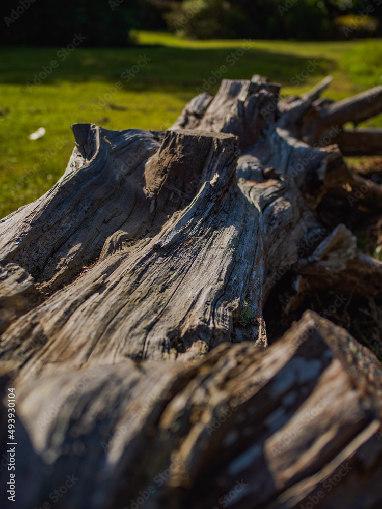 tree stump tree stump