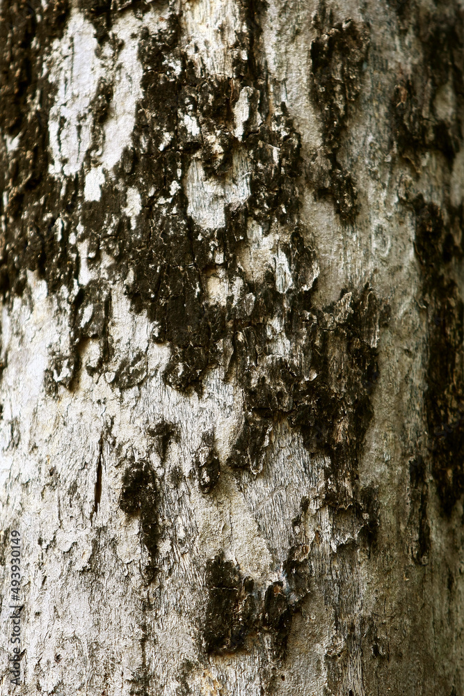 Wooden Bark in the garden , Close up Texture Wooden Bark in the garden , Close up Texture
