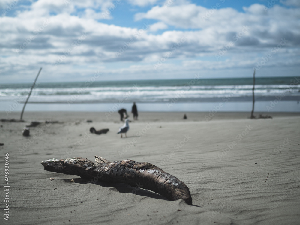 Obraz premium log on the beach