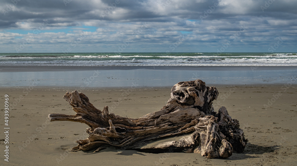 tree on the beach