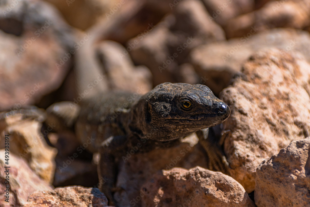 Lagarto de canarias o lagarto tizon Lagarto de canarias o lagarto tizon
