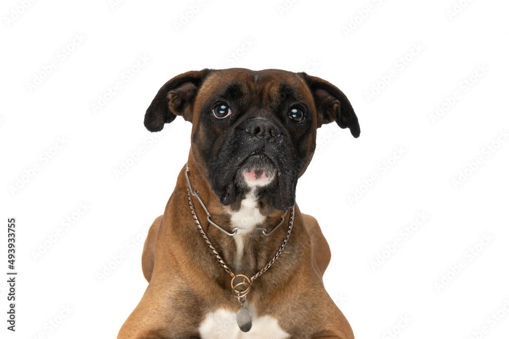 cute boxer with collar around neck on white background