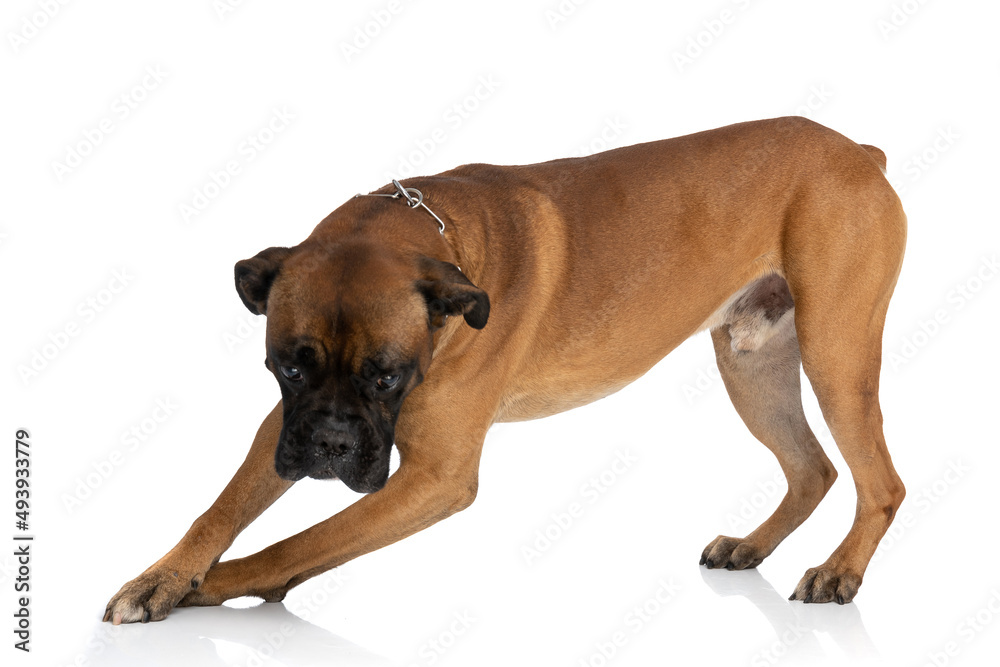side view of adorable boxer dog looking down