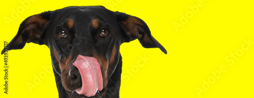 hungry little dobermann dog with tongue outside licking nose