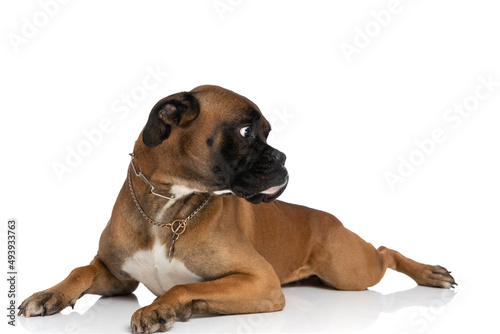 scared boxer dog with collar laying down and looking to side photo