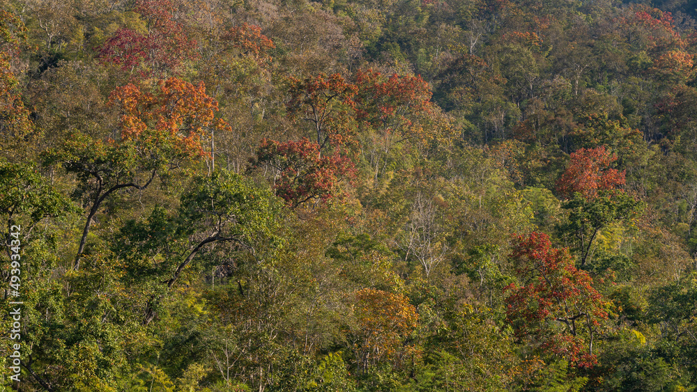 Beautiful forest landscape with colorful fall foliage in scenic mountain valley, Chiang Dao, Chiang Mai, Thailand