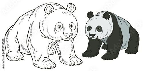 



Animals. Black and white panda drawing. Coloring book for children. Vector image background, design.