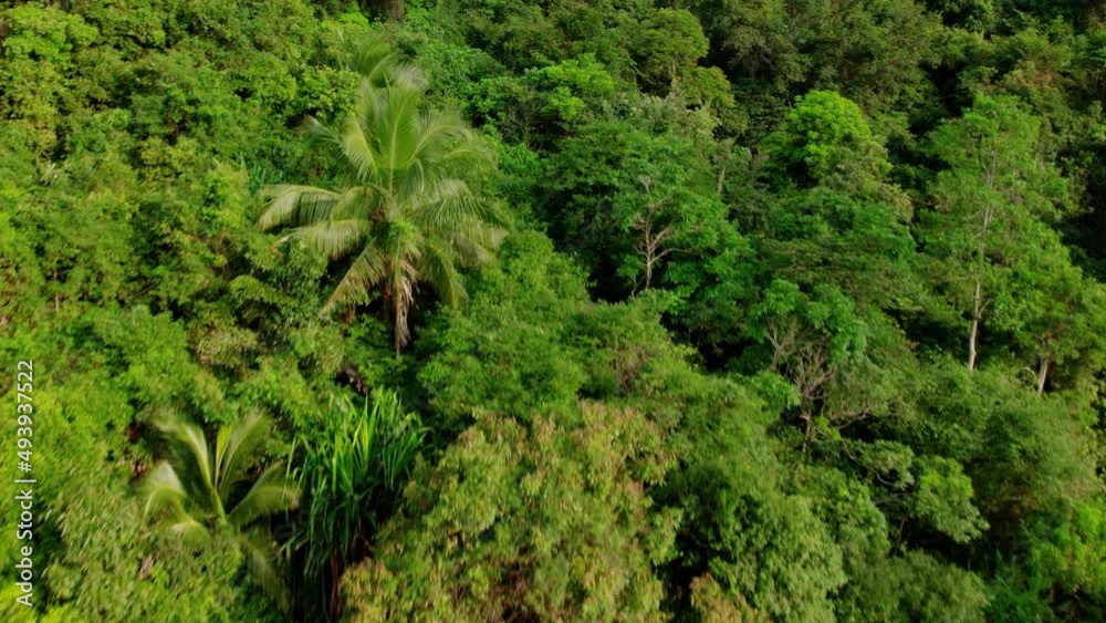 Dense tropical rainforest vegetation in Thailand, natural jungle landscape Dense tropical rainforest vegetation in Thailand, natural jungle landscape