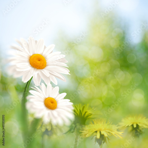 Abstract natural backgrounds with chamomile and dandelion flowers