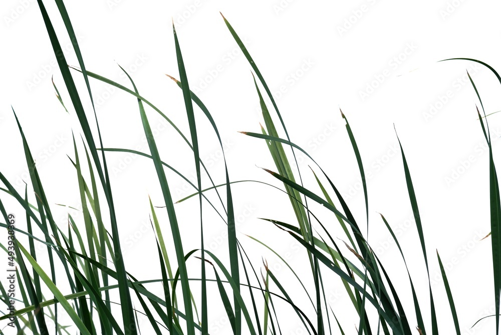 In selective focus wild grass leaves with wind blowing on white isolated background for green foliage backdrop In selective focus wild grass leaves with wind blowing on white isolated background for green foliage backdrop