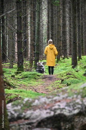 A young woman in yellow rain coat walking a dog