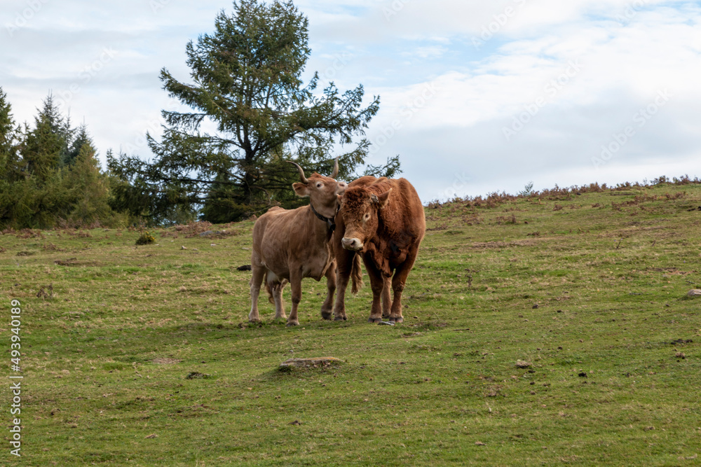 Fototapeta premium couple of cows in the bush on a green meadow