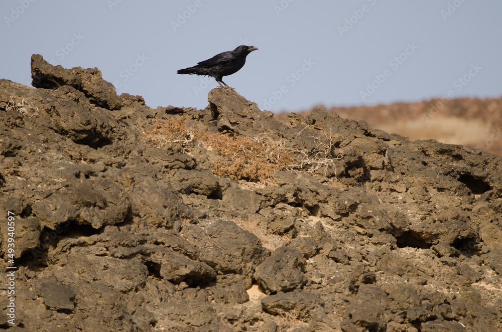 Canary Islands raven Corvus corax canariensis. Montana Clara. Integral Natural Reserve of Los Islotes. Canary Islands. Spain.