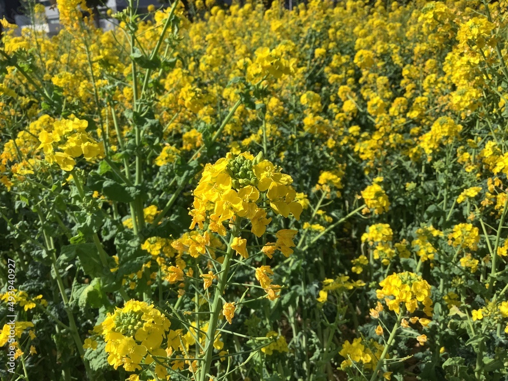 Rape blossoms in the rape field