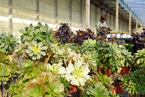 The female gardener is taking care of the succulent plants in the greenhouse, North China