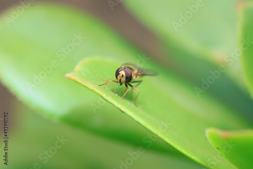 Syrphidae live on plants in North China